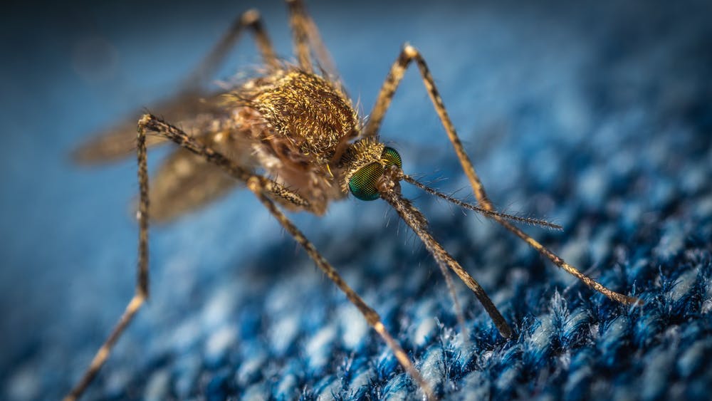 Navigating This Space – How To Naturally Avoid Being Eaten Alive By Vampires — I mean Mosquitoes