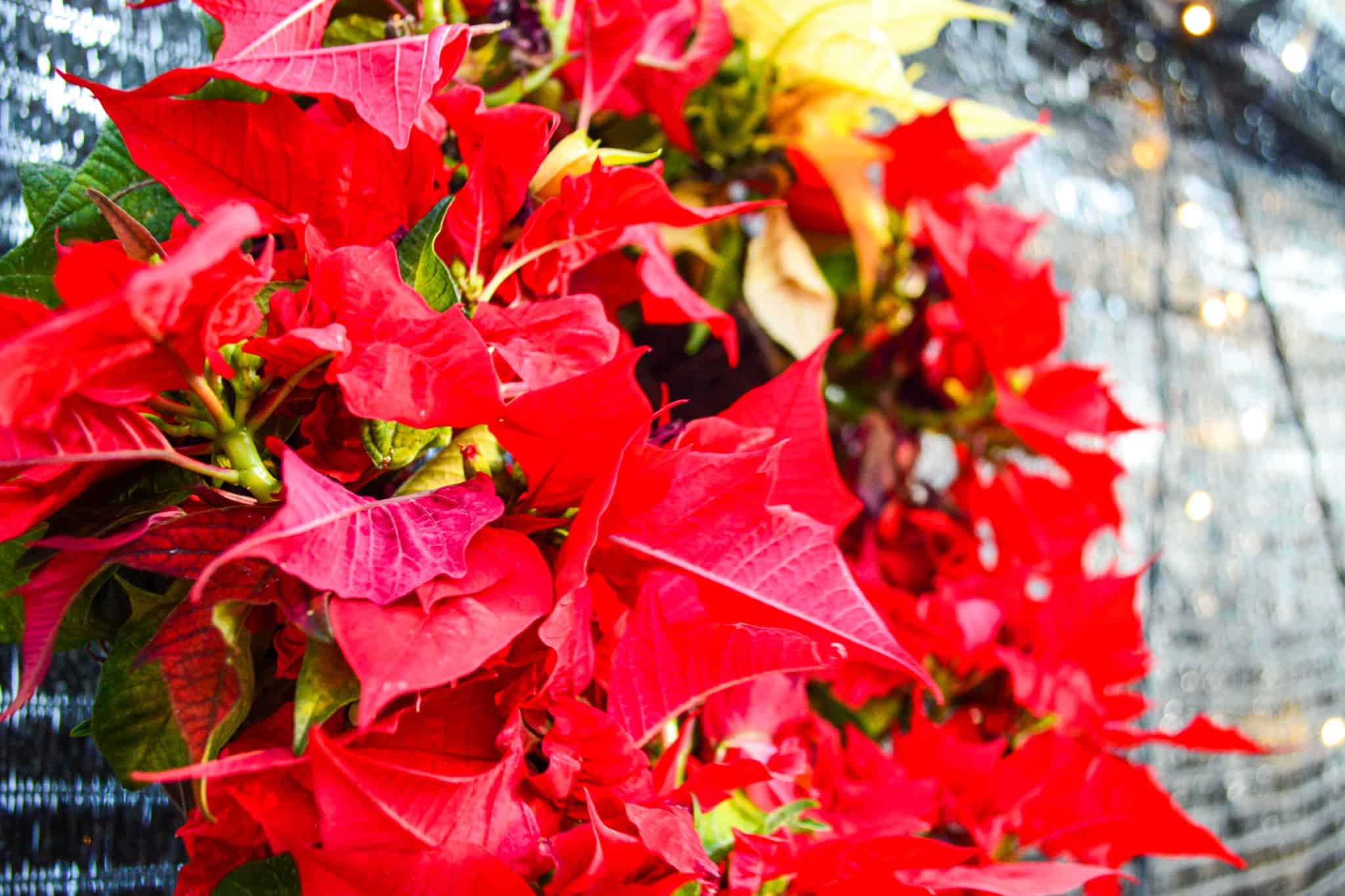 Navigating This Space – holiday gift ideas for vegans
