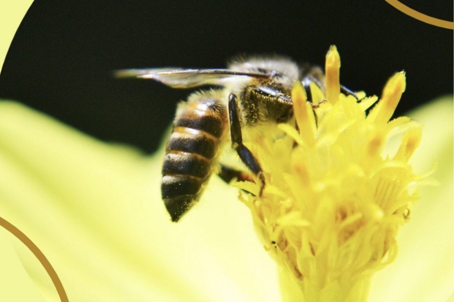 A giant bee pollinating a yellow flower
