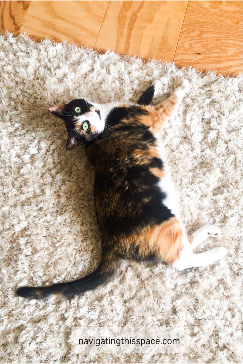 Playful cat laying on a shaggy carpet