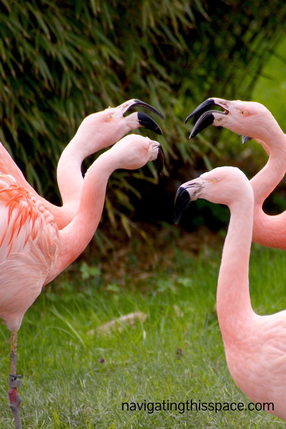 four pink flamingoes communicating with each other