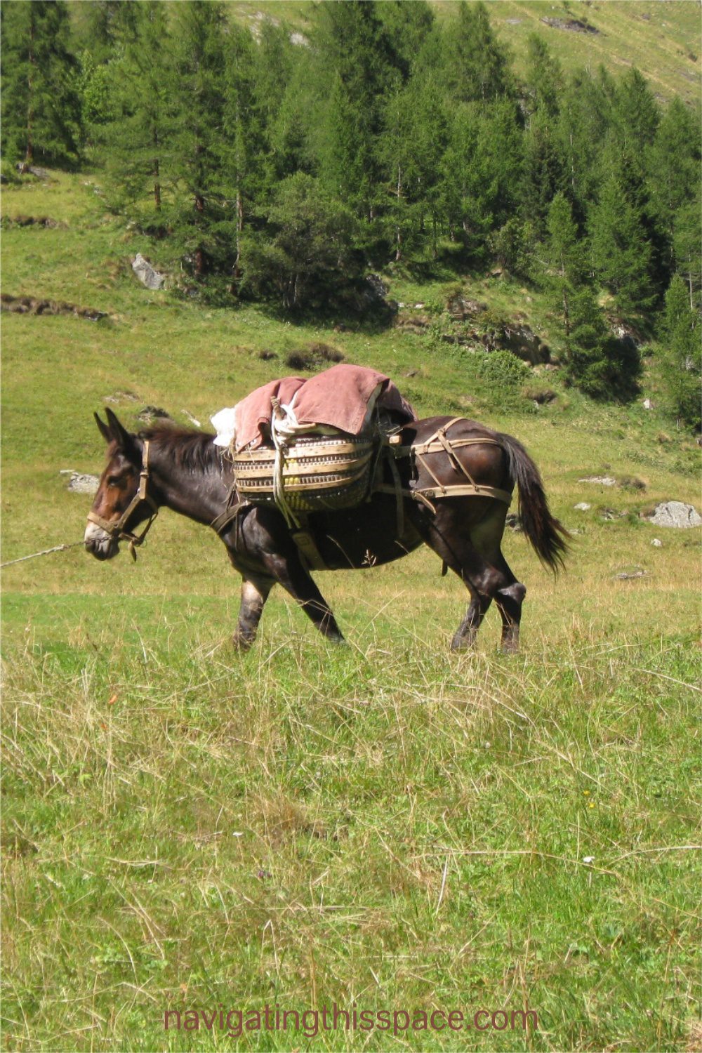 A donkey with a heavy load on its back