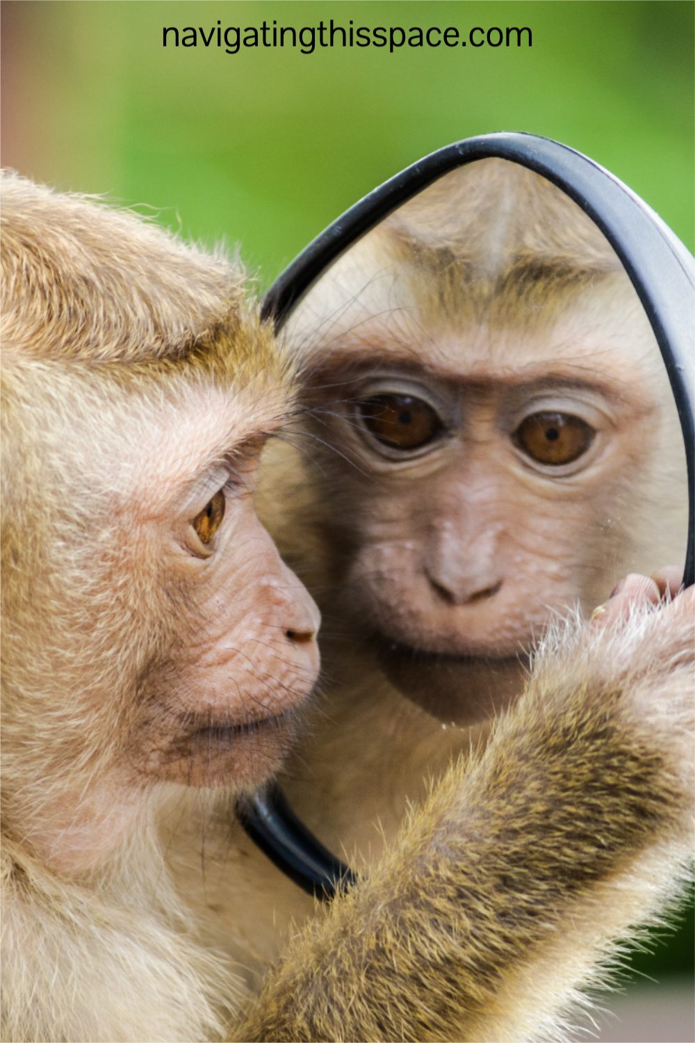 A monkey looking in the mirror indulging in positive self-talk