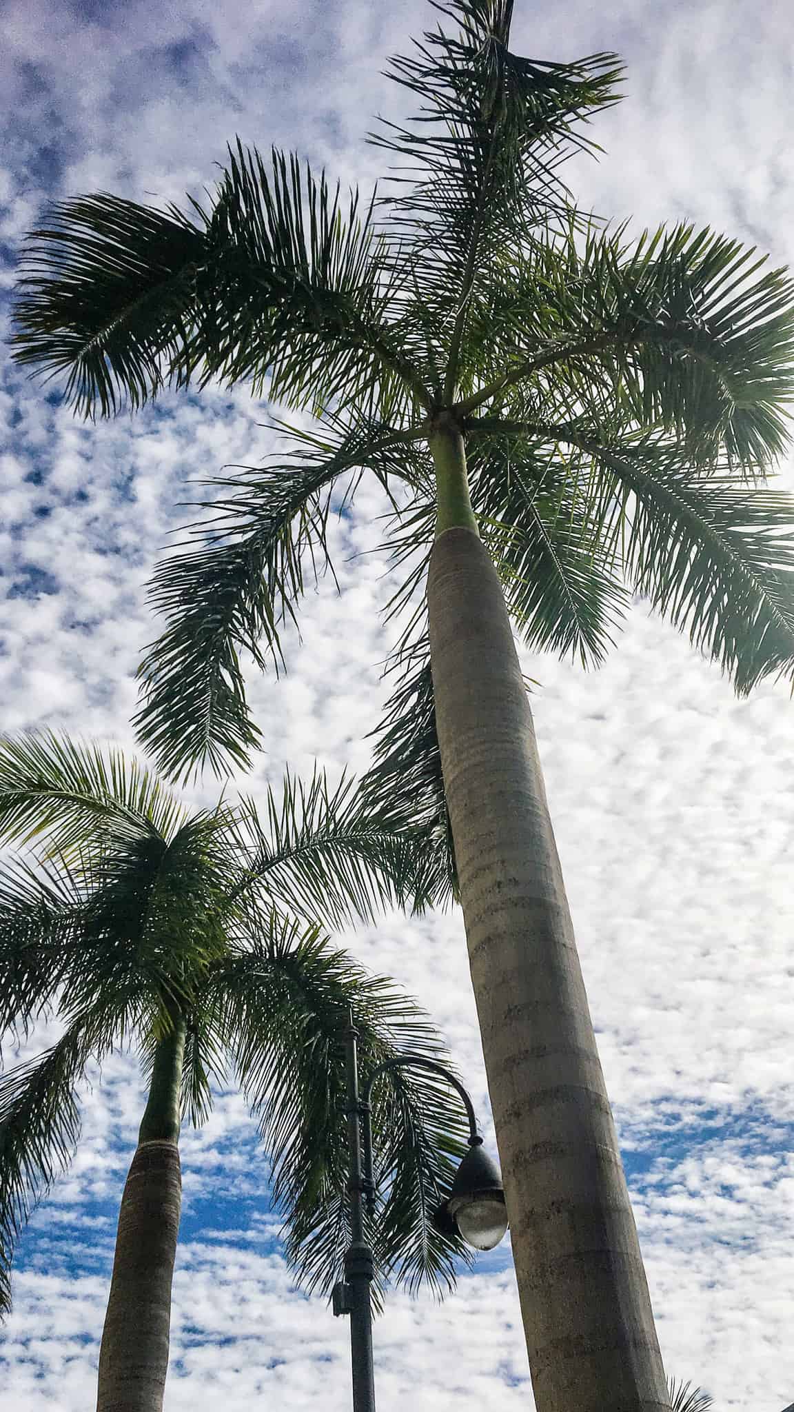 Palm trees against a cloud filled sky