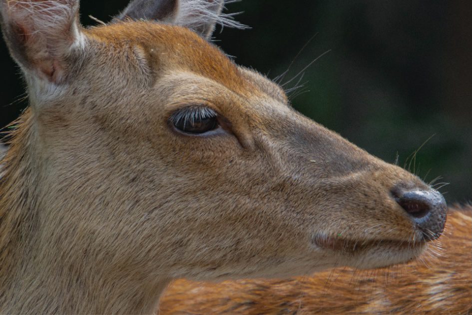 a deer looking around it's surroundings