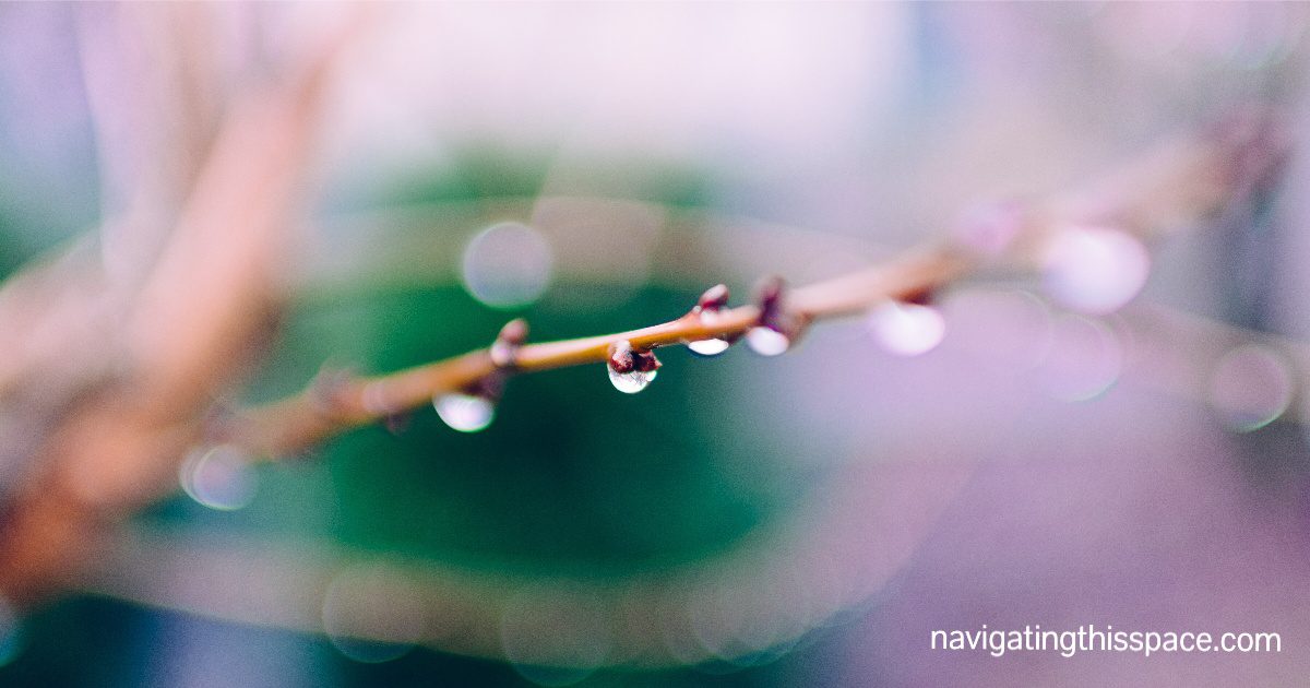 droplet of water on a twig in focus