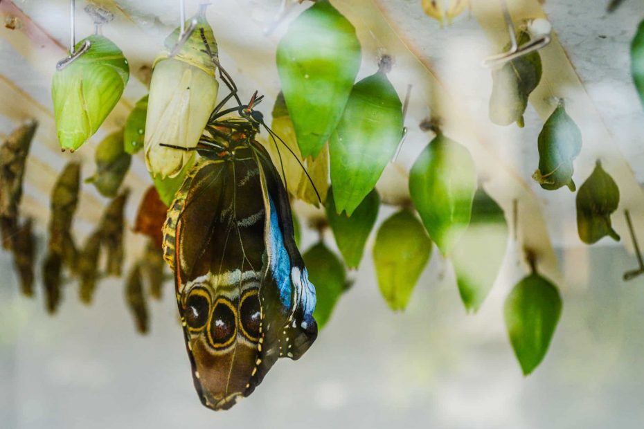 butterfly changing from a cocoon representing changes in life