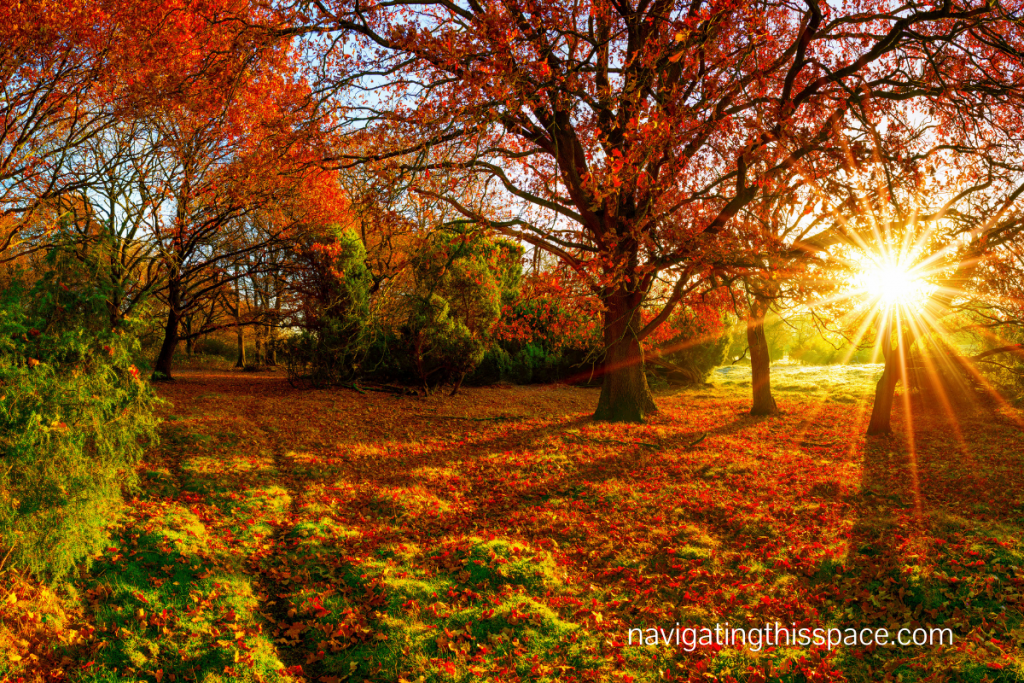 Trees and flowers at sunset during Autumn