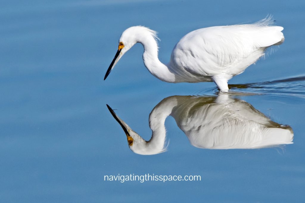 animal looking at it's reflection in the water